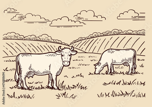 Rural landscape. Cows graze in the meadow. Hand drawn sketch. Vintage style. Color vector illustration.