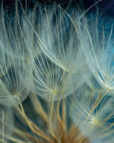 Close up dandelion seeds  macro. Natural background  texture.