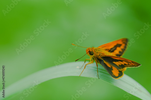 orange butterfly and dew on a blurred background, select focus with a shallow depth of field.