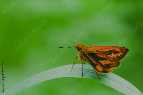orange butterfly and dew on a blurred background, select focus with a shallow depth of field.