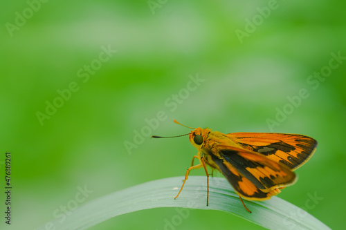 orange butterfly and dew on a blurred background, select focus with a shallow depth of field.