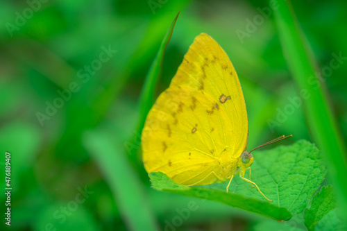 orange butterfly and dew on a blurred background, select focus with a shallow depth of field. © parianto