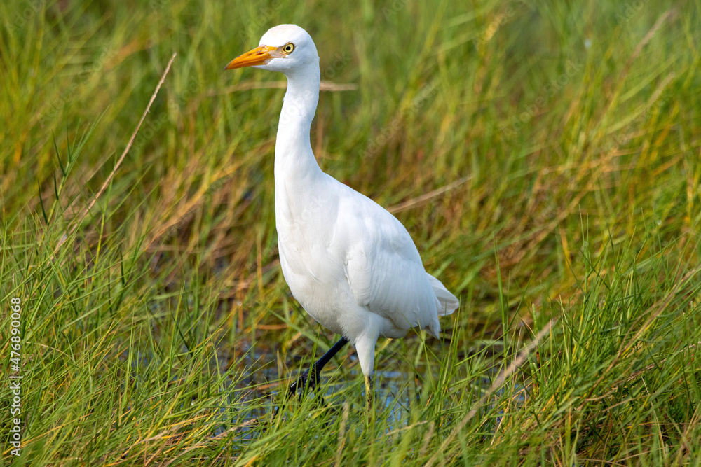 A cattle egret wading through a salt marsh. A cattle egret wading through a salt marsh.