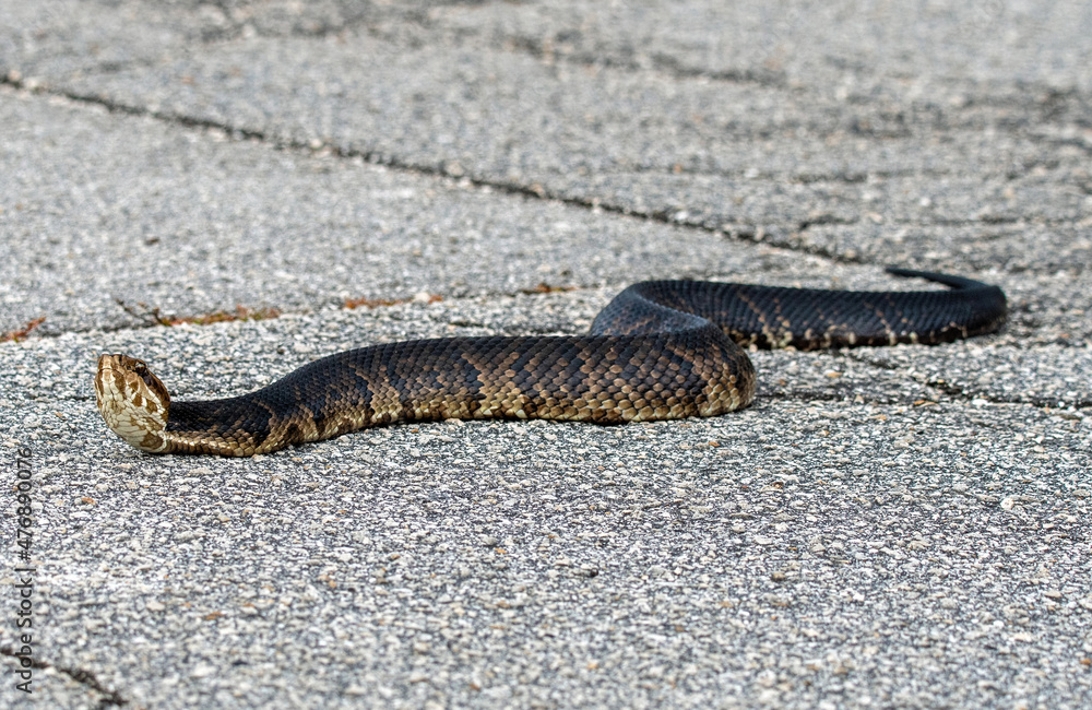 Fototapeta premium A water moccasin, or cottonmouth, crossing a road.