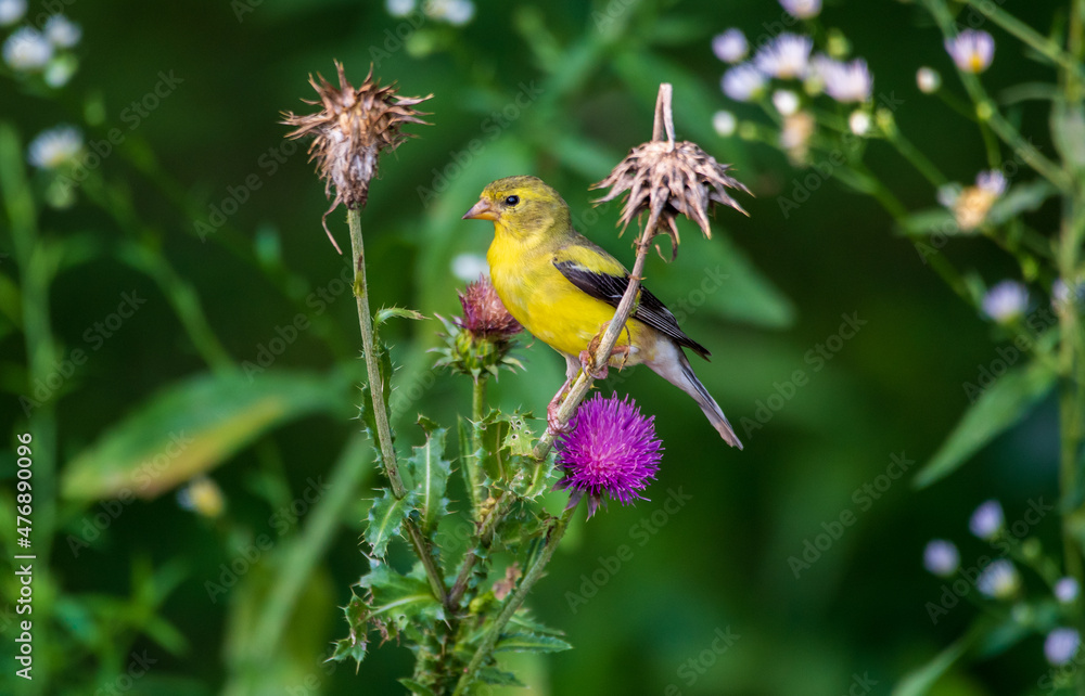 A goldfinch on a plant in a garden.