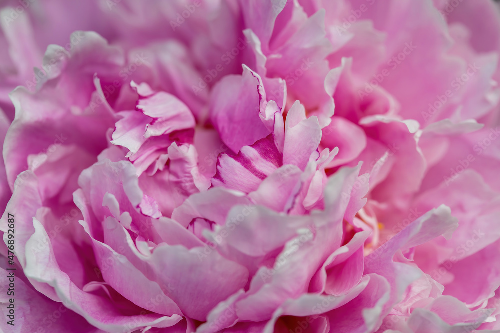 Close up Pink Peonies with delicate petals and green leaves in the garden, peonies with pink and beige color petals, pink flowers macro, flowers head, blooming peonies, floral photo, macro photography Close up Pink Peonies with delicate petals and green leaves in the garden, peonies with pink and beige color petals, pink flowers macro, flowers head, blooming peonies, floral photo, macro photography