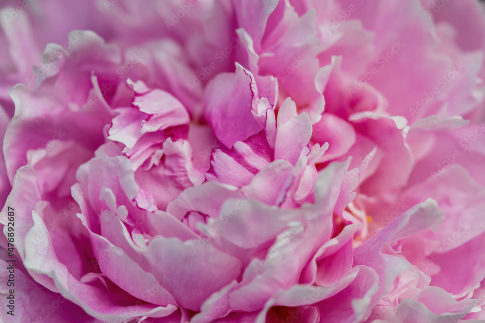 Close up Pink Peonies with delicate petals and green leaves in the garden, peonies with pink and beige color petals, pink flowers macro, flowers head, blooming peonies, floral photo, macro photography