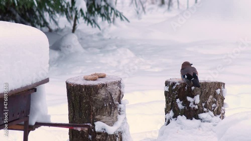 Wild Birds Feed In Winter