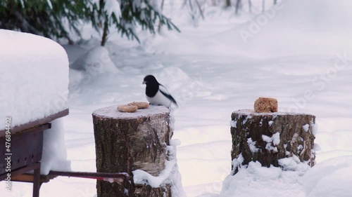 Wild Birds Feed In Winter