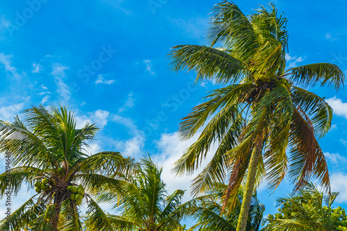 Tropical palm trees with blue sky Rio de Janeiro Brazil.