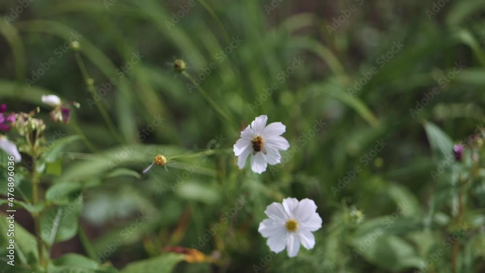 a bee pollinates a chamomile in a field a bee pollinates a chamomile in a field