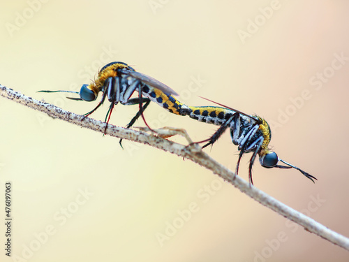 Wallpaper Mural Toxophora mating on a branch Torontodigital.ca