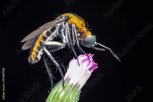 Toxophora on a purple flower