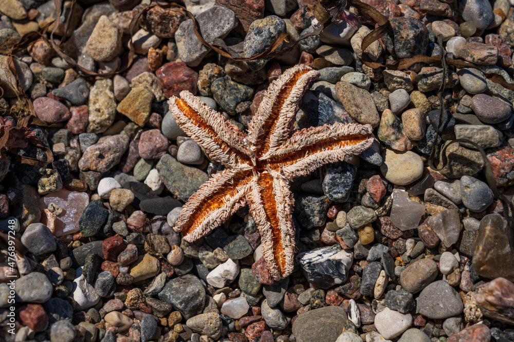 Closeup of a starfish on a pebble beach Closeup of a starfish on a pebble beach