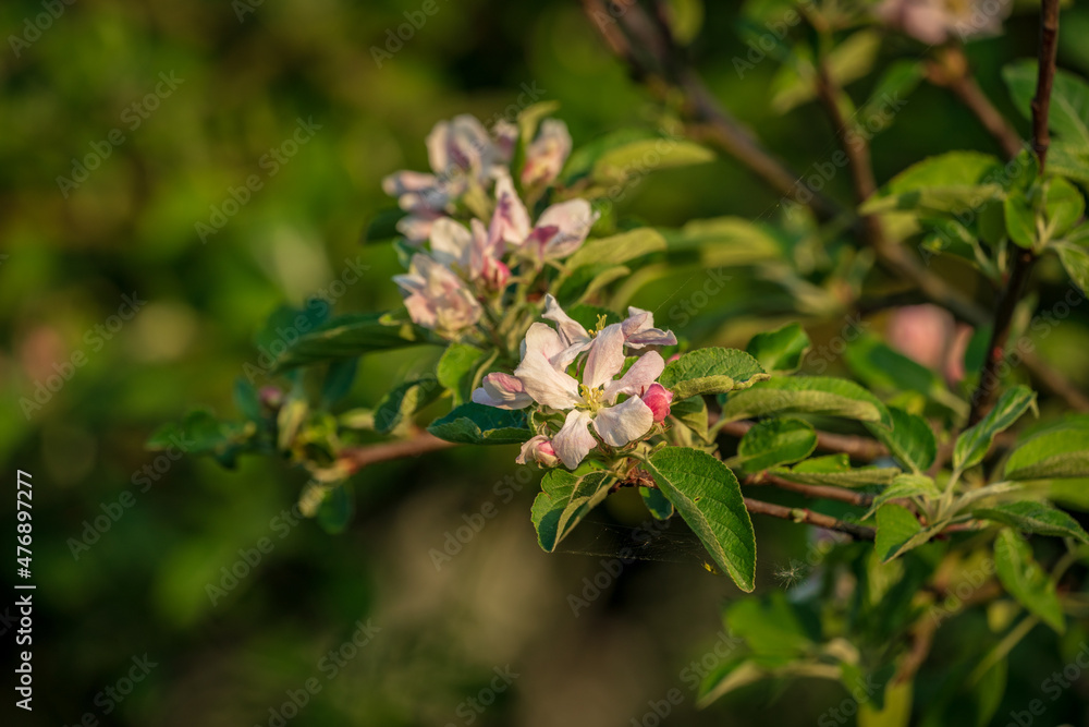 Blossoms on a tree in the sunlight