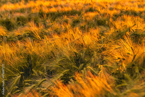 Golden hour in a cornfield