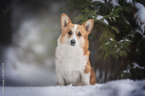 A cute red welsh corgi pembroke dog sitting along a snow-covered path against the backdrop of a frosty winter forest. Looking into the camera