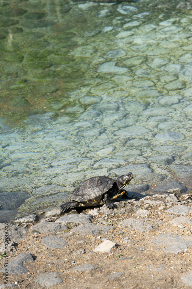 Free Turtles, River Turtles, Sea Turtles, Marine Reptile, Marine Animals in México.