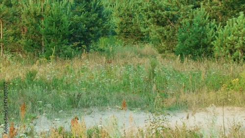 Red fox runs and jumps in the tall grass in the forest, summer day time photo