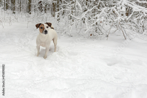 Jack Russell terrier in a public park. A thoroughbred dog. Animal themes. Pets in winter