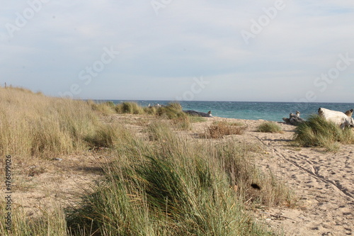 Malgrat de Mar katalonien Strand und Küste photo