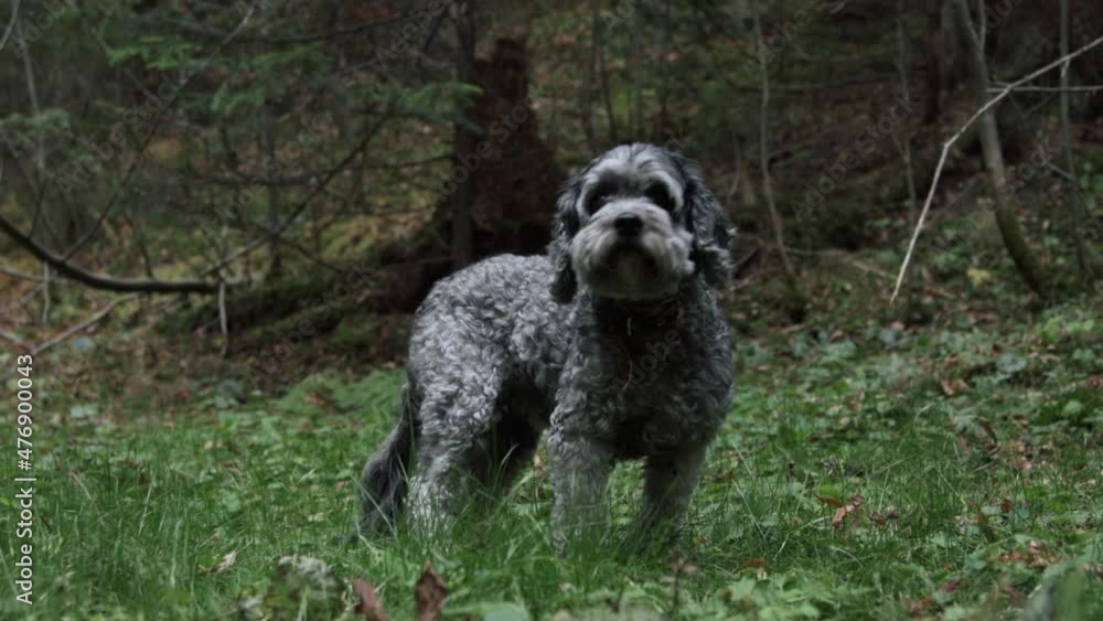 A dog in a forest searching for something to eat A dog in a forest searching for something to eat