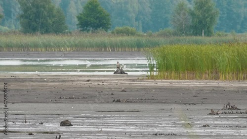 Pallas's fish eagle, Haliaeetus leucoryphus, sits on a tree stump in the middle of a pond photo