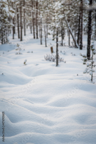 snow covered forest floor and trees in winter © Rauno