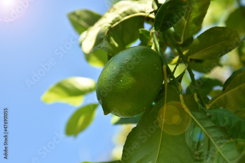 Photo of green lemons on a tree; unripe lemons on a tree 