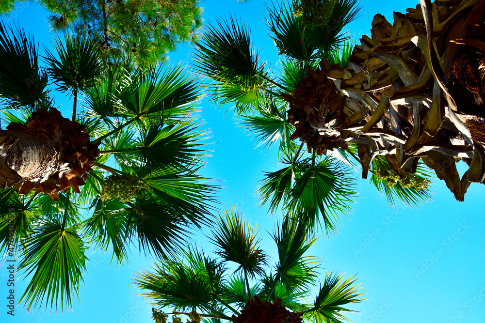 Palm crown photograph; palm crown view from below Palm crown photograph; palm crown view from below