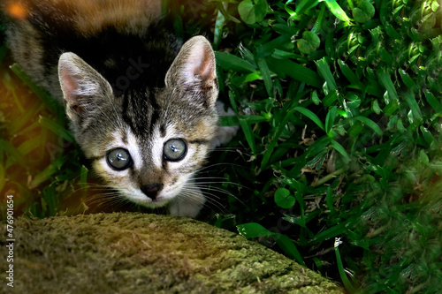 Wallpaper Mural cat on the grass Torontodigital.ca