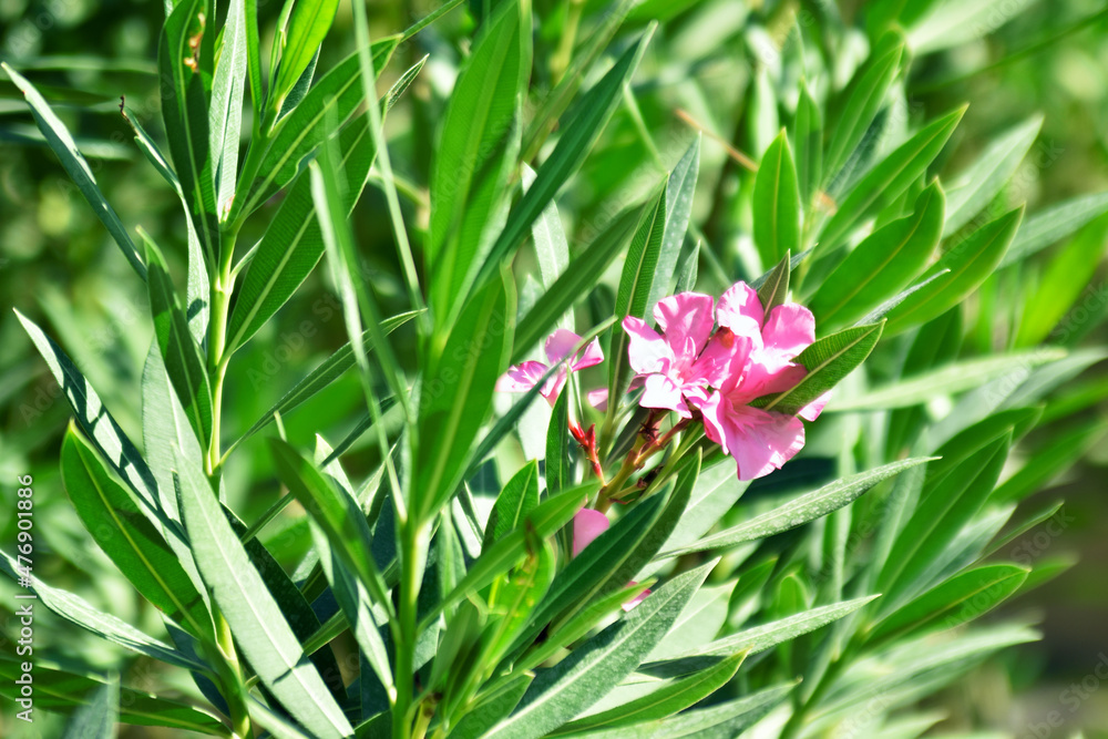 hoto of flowers of a tree rose; hoto of flowers of a tree rose;