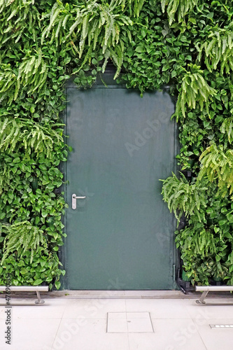 Fototapeta Naklejka Na Ścianę i Meble -  the door on the background of a wall with plants