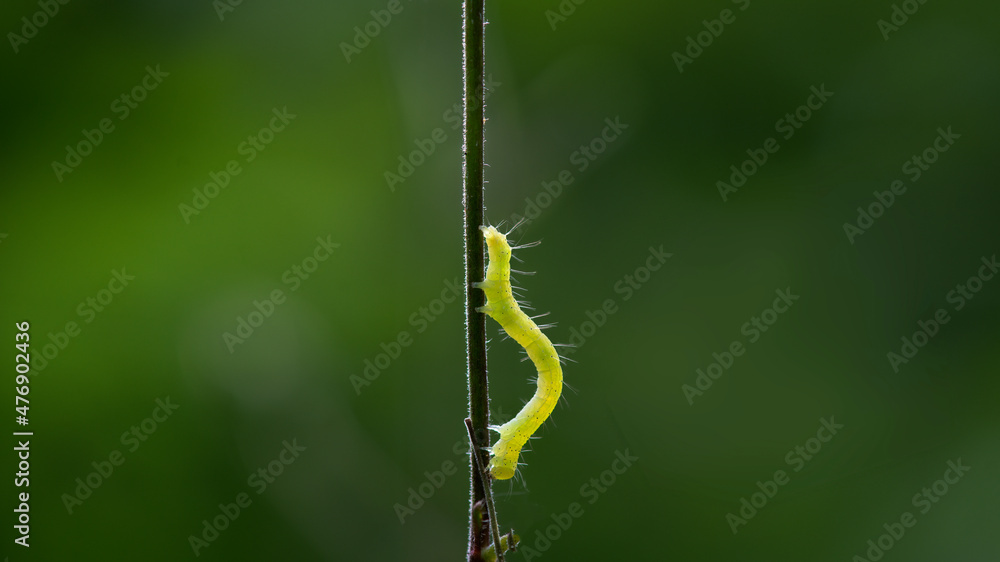 Fototapeta premium Caterpillar moving on the leaf with nature background macro closeup
