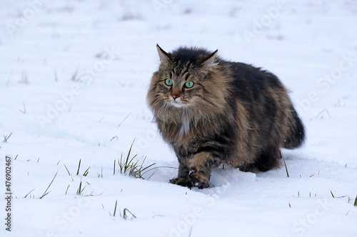 Eine Norwegische Waldkatze läuft im Winter auf der Jagd durch den Schnee
