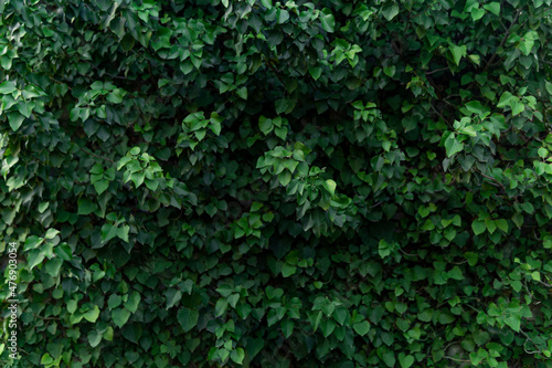 live ivy solid cover background © Evgeny