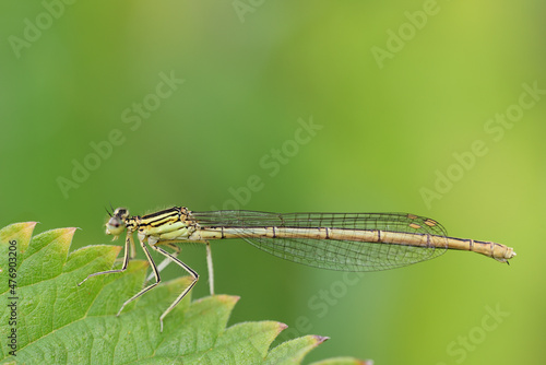 Close-up of a tender dragonfly perched on a leaf against a green background © leopictures