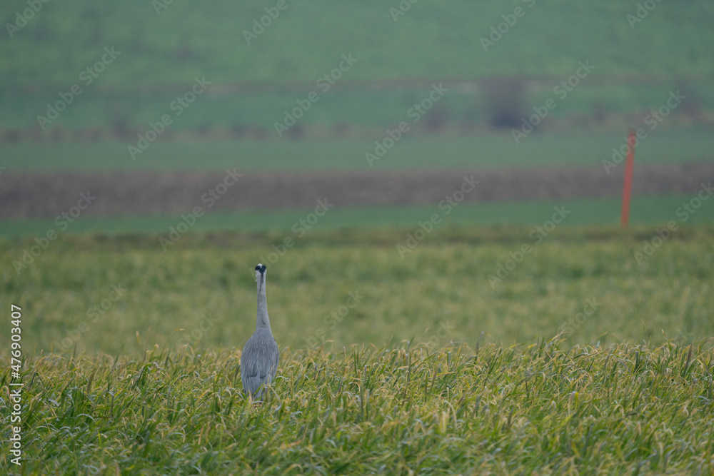 Heron on a field during a rainy day
