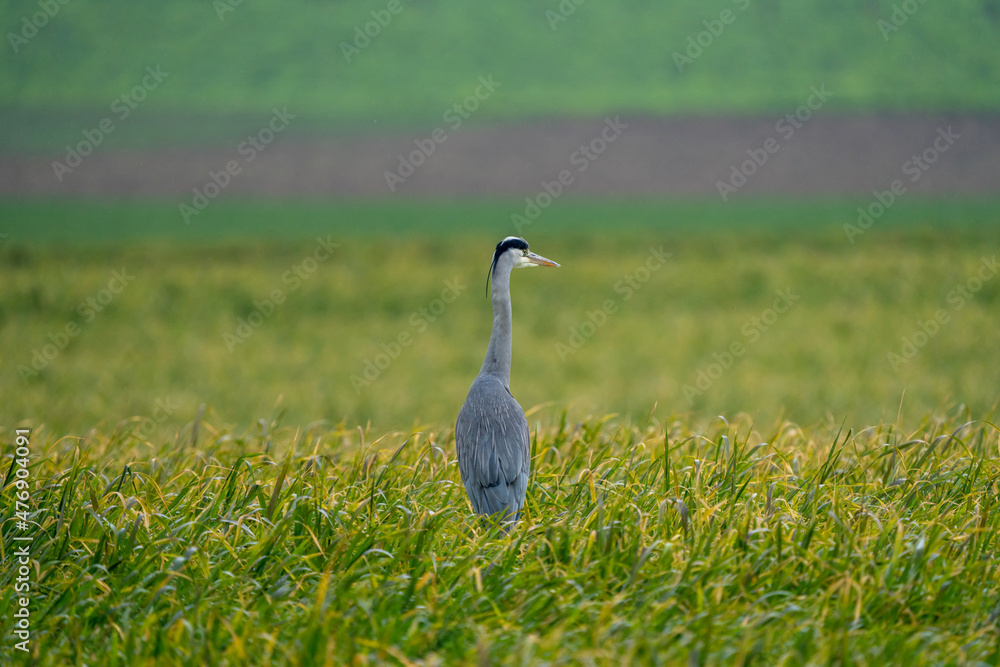 Fototapeta premium Heron on a field during a rainy day