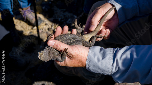 A Chuckwalla (Sauromalus ater) getting hold upside down in the Mojave desert, USA photo