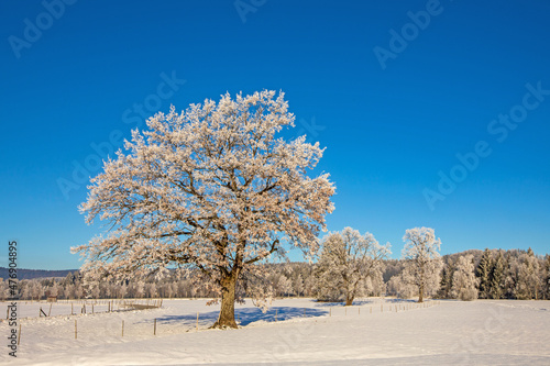 WINTER - Allgäu - Schnee - Eis - Frost - Raureif