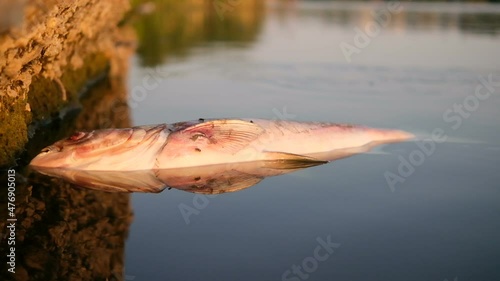 A dead fish lies near the shore. Ecological disaster mass death of fish