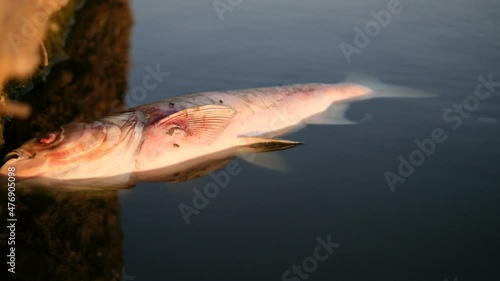 A dead fish lies near the shore. Ecological disaster mass death of fish photo