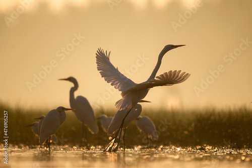 Flock of great egrets