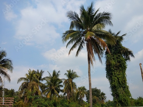 palm trees and sky