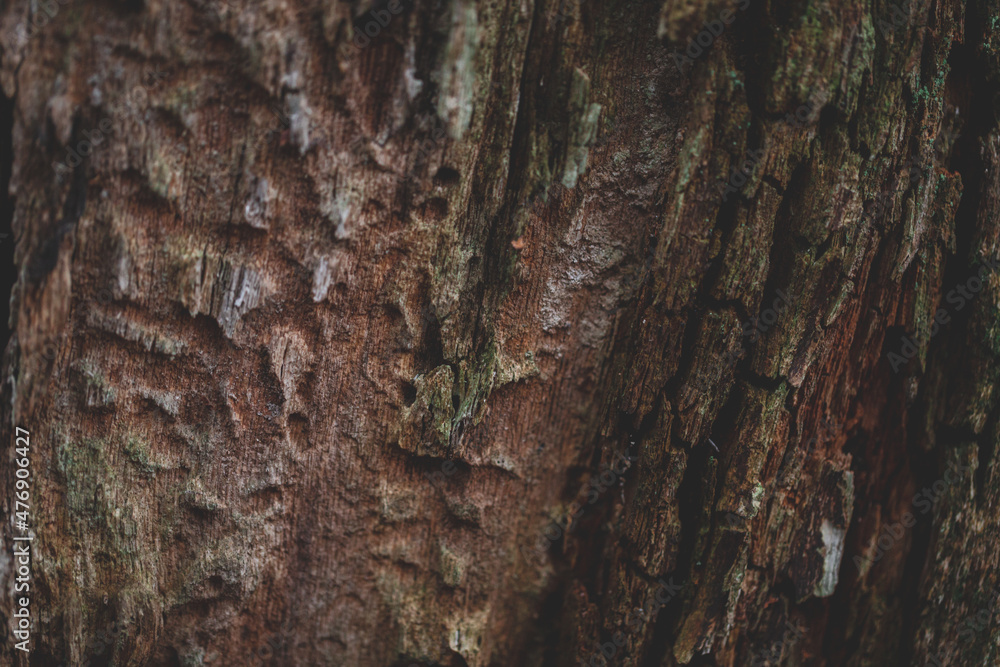rotting tree trunk macro close up rotting tree trunk macro close up