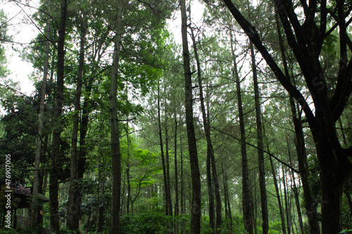 View of pine trees in the forest