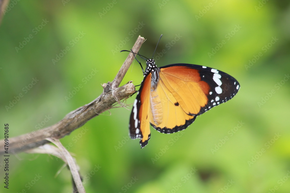 A butterfly drinking nectar from plants. black wings with white spots pollination process A butterfly drinking nectar from plants. black wings with white spots pollination process