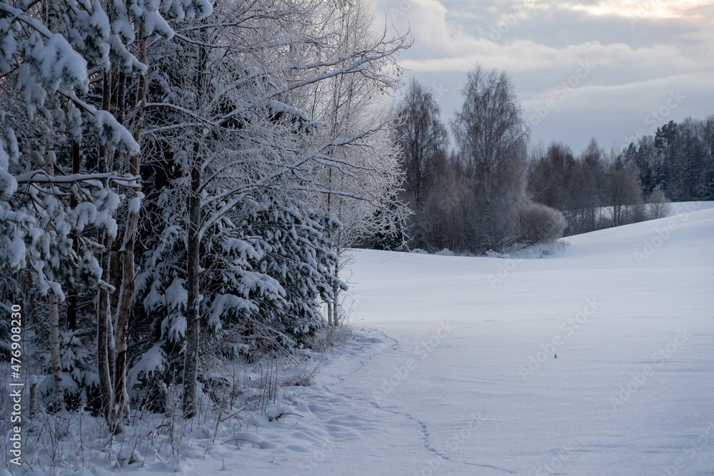 Obraz premium snow covered trees