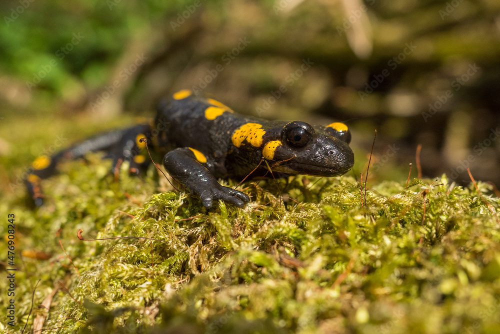 Fototapeta premium The fire salamander (Salamandra salamandra), Bieszczady Mountains, the Carpathians, Poland.